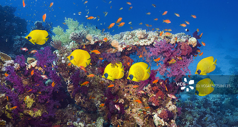 珊瑚礁与金蝴蝶鱼图片素材