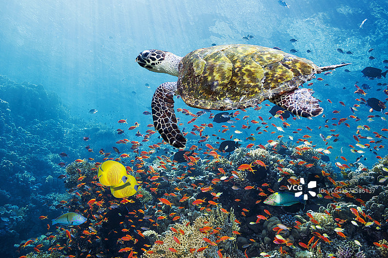 珊瑚礁上的玳瑁图片素材