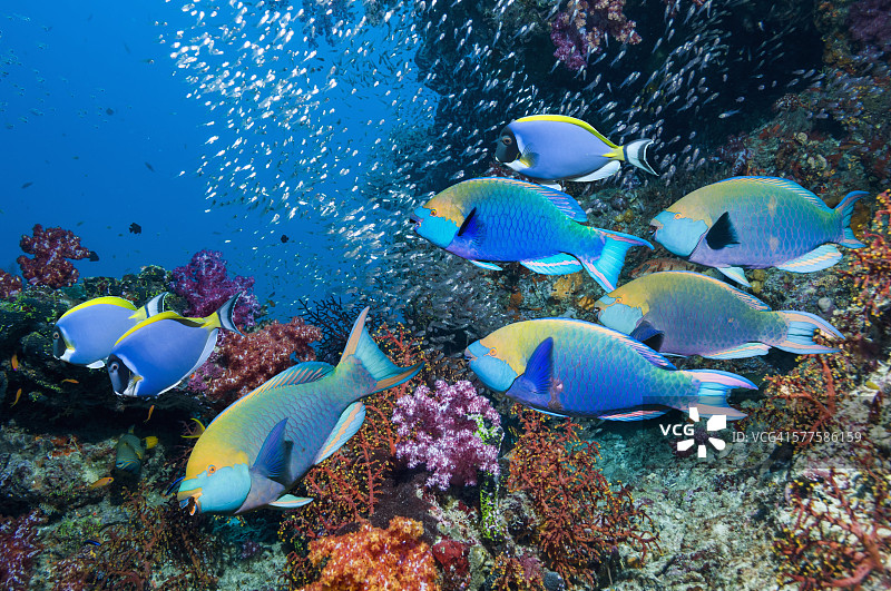 有鹦嘴鱼的珊瑚礁图片素材