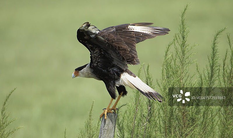 凤头卡拉鹰图片素材