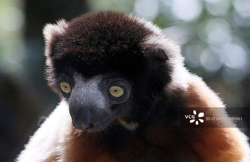 皇冠冕狐猴面部特写图片素材