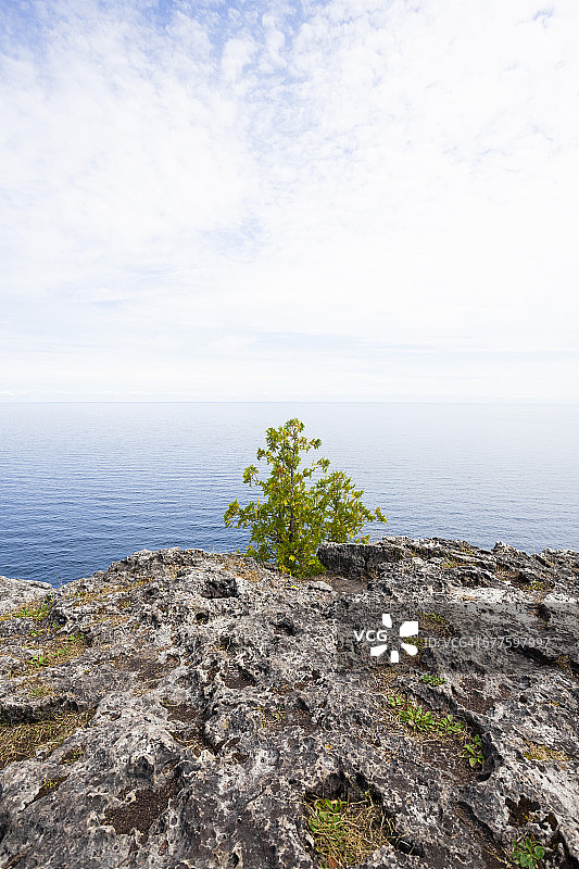 布鲁斯半岛上的树图片素材