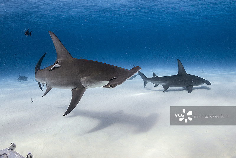 温柔的巨人图片素材