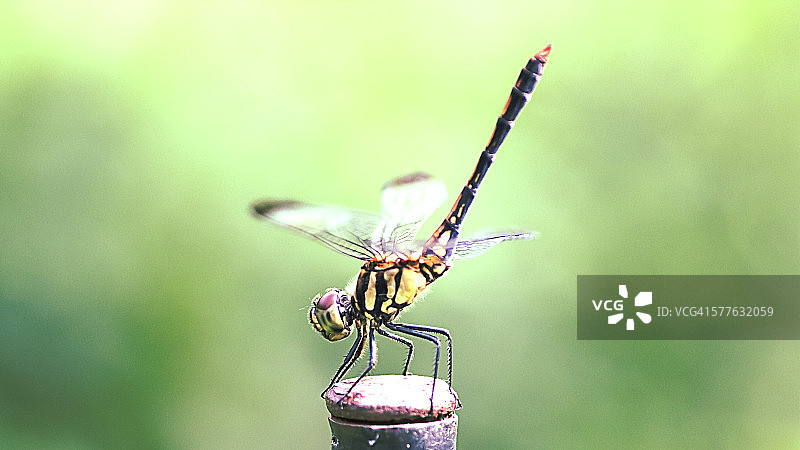 体操中的蜻蜓图片素材