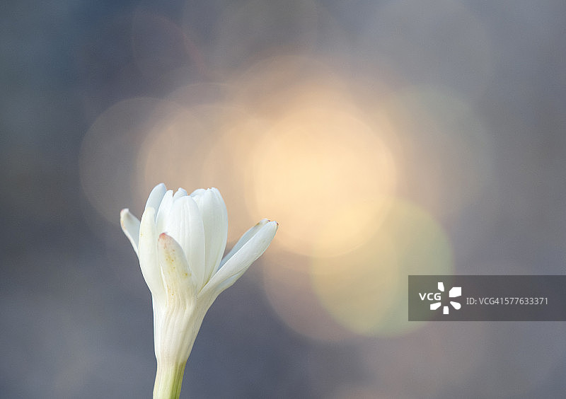 晚香玉特写图片素材