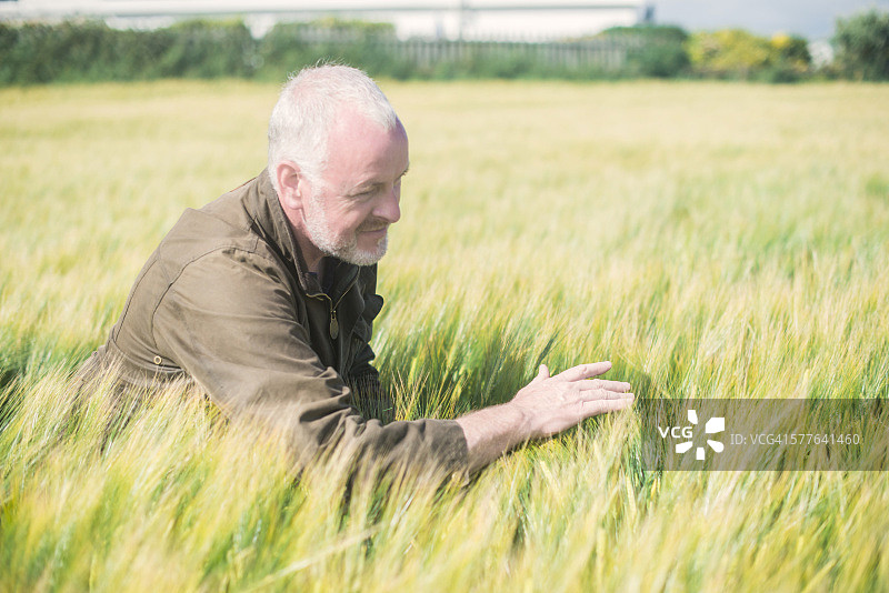 农民在田地里检查小麦图片素材