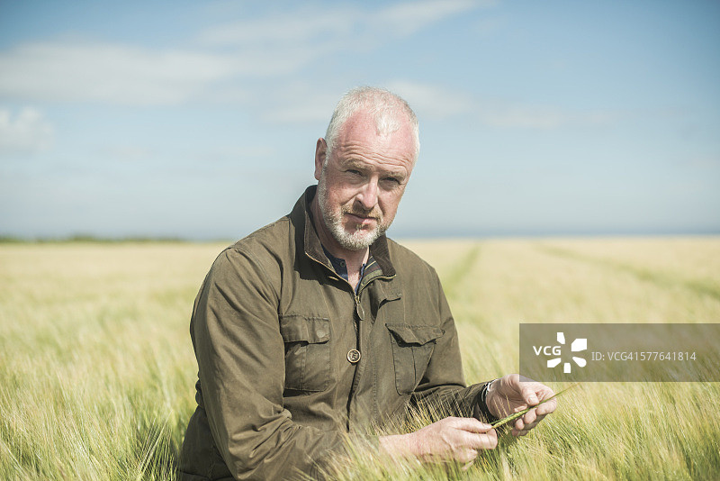 农民在田地里检查小麦图片素材
