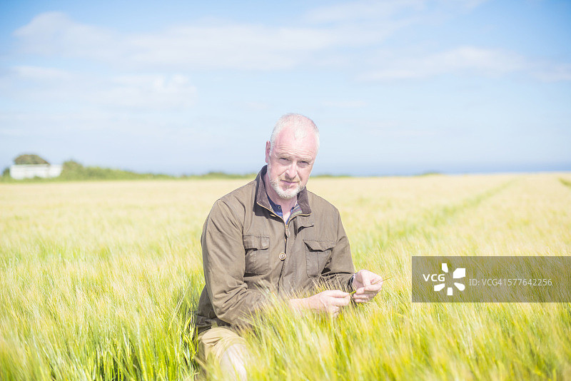 农民在田地里检查小麦图片素材