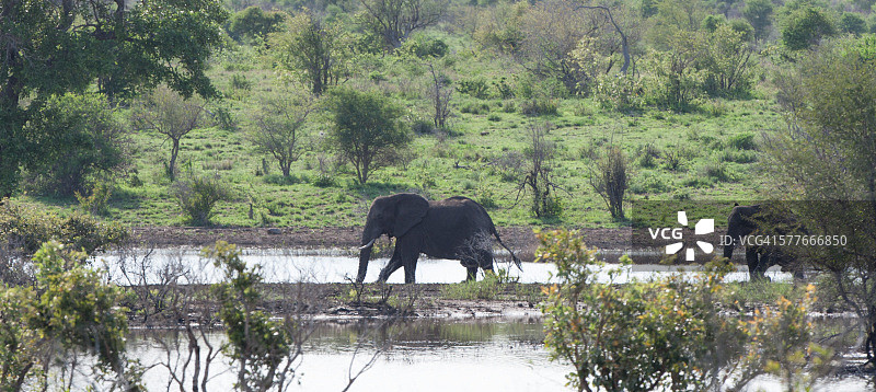 非洲象图片素材