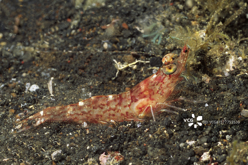 亨德森氏铰嘴虾图片素材