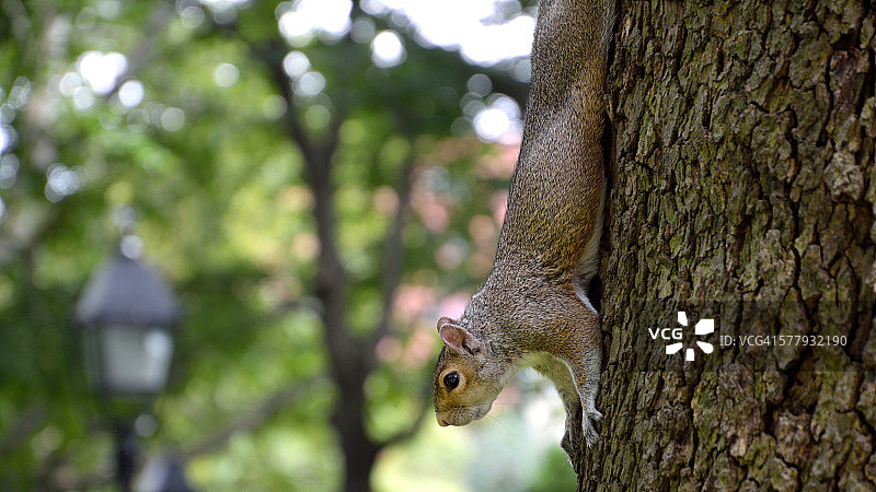 纽约华盛顿广场公园里爬树的松鼠图片素材