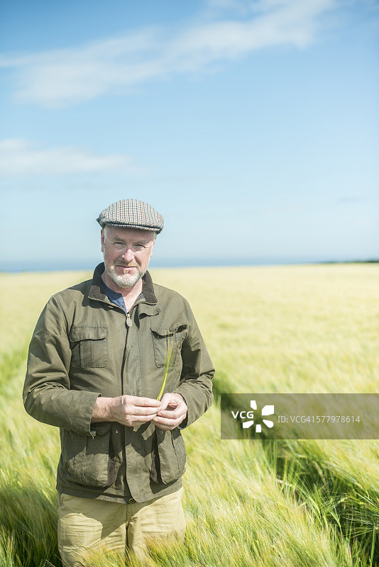 农民在田地里检查小麦图片素材
