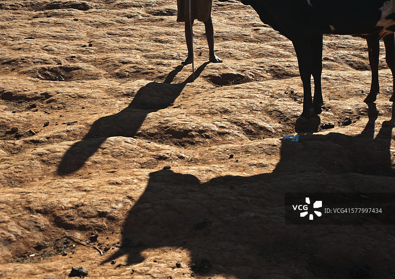 男孩和瘤牛犊的影子图片素材