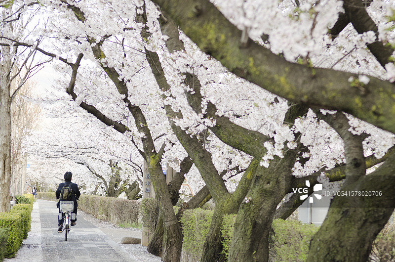 男人骑自行车，背景是日本的樱花图片素材