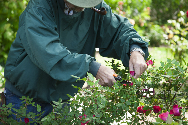 老年男人在花园里修剪玫瑰图片素材