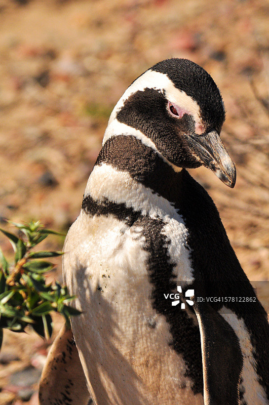 麦哲伦企鹅正面照图片素材