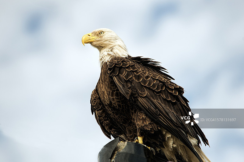 威猛的白头海雕图片素材