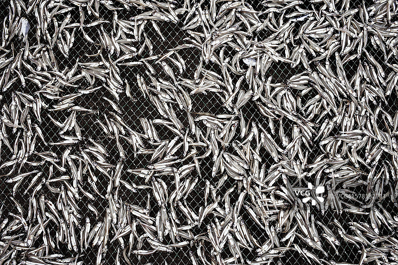 越南银鱼图片素材