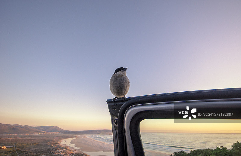 查普曼峰 drive 日落时的鸟图片素材