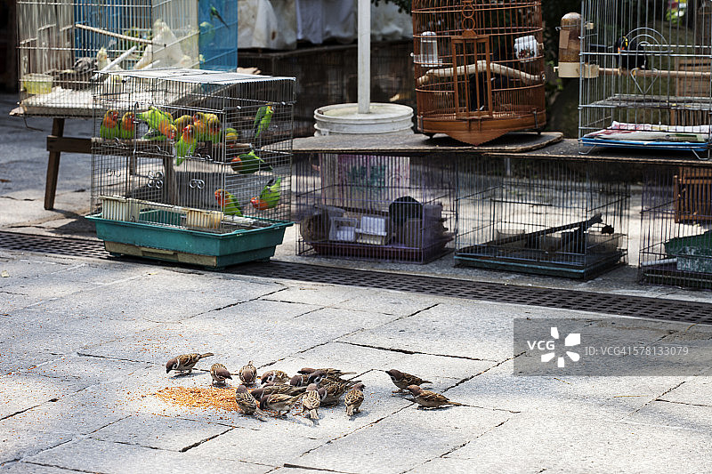 香港雀鸟市场图片素材