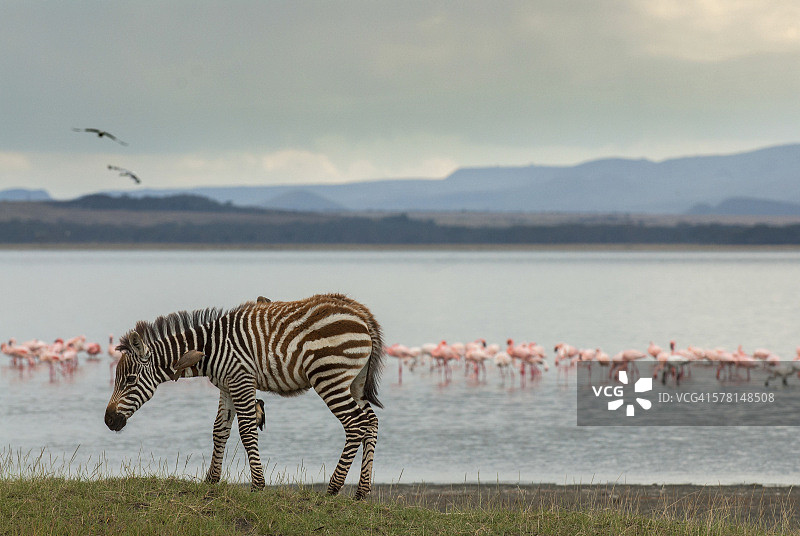 肯尼亚纳库鲁湖的斑马库存照片图片素材