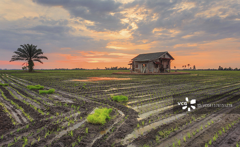稻田里的废弃房屋美景图片素材