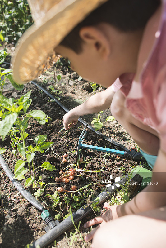 戴草帽的男孩在花园里种植球茎图片素材