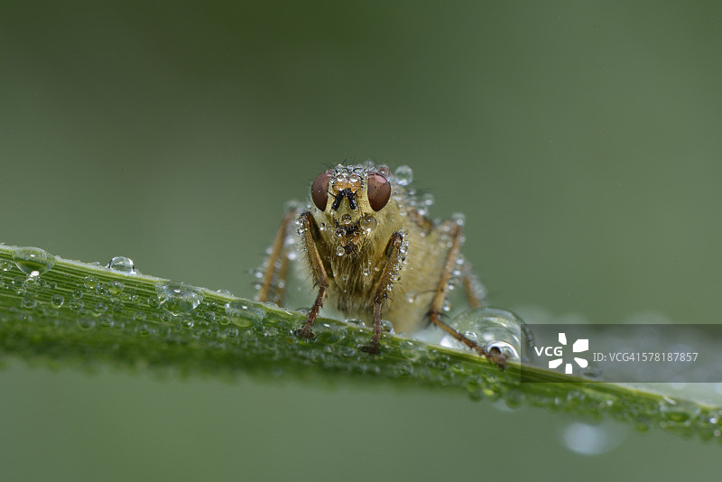 草叶上的湿黄粪蝇图片素材