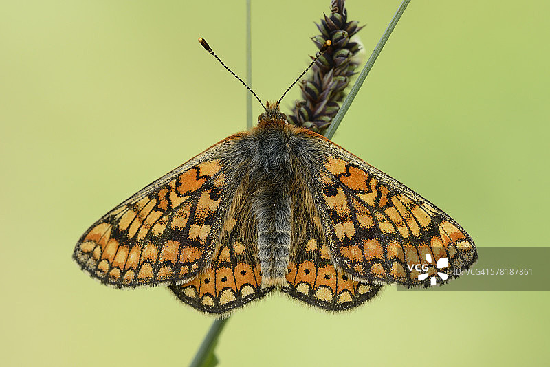 沼泽麻蝇图片素材