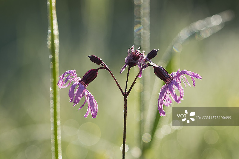 须苞石竹图片素材