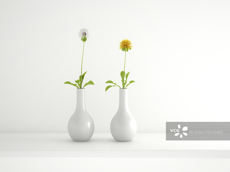 装有蒲公英的两只白色花瓶（3D渲染）图片素材