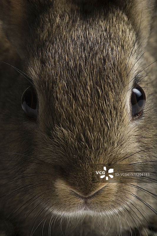 兔子面部特写图片素材