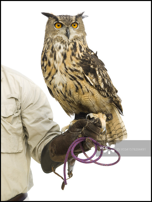 与猫头鹰互动的驯兽员图片素材