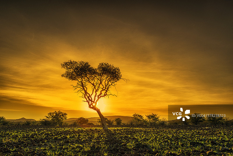 日落下的金合欢树：纳米比亚，非洲图片素材