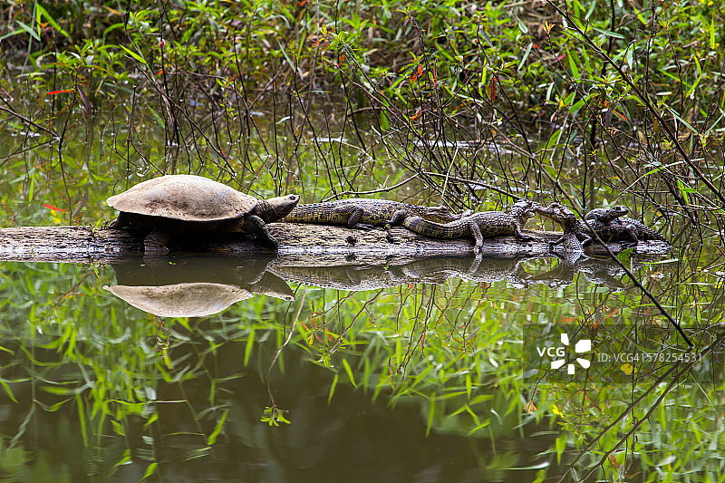 老乌龟和凯门鳄幼崽图片素材