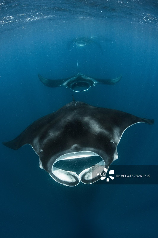 墨西哥金塔纳罗Contoy岛巨型海洋蝠鲼（Manta Birostris）正面图图片素材