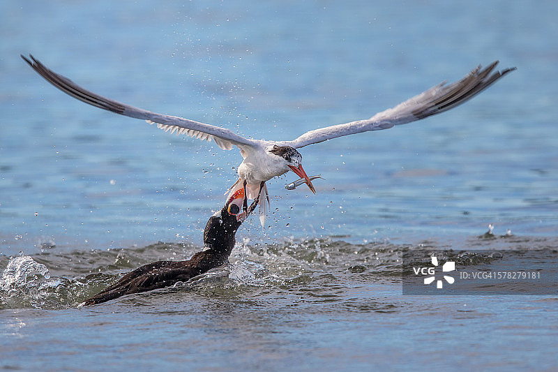 一种受欢迎的凤尾鱼图片素材