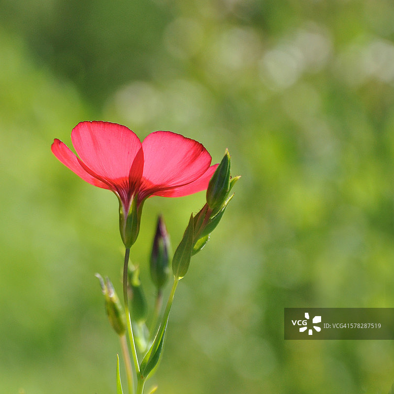 红色亚麻花图片素材