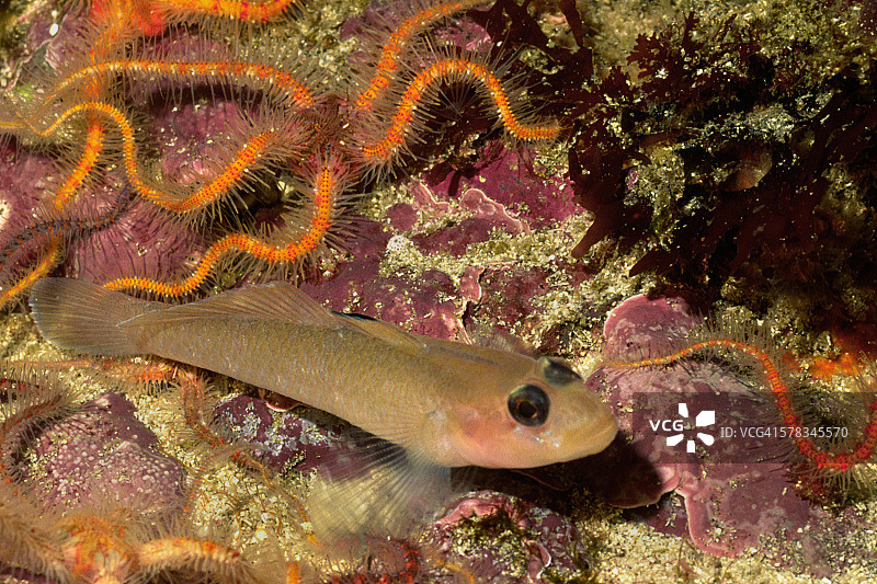 黑眼虾虎鱼图片素材