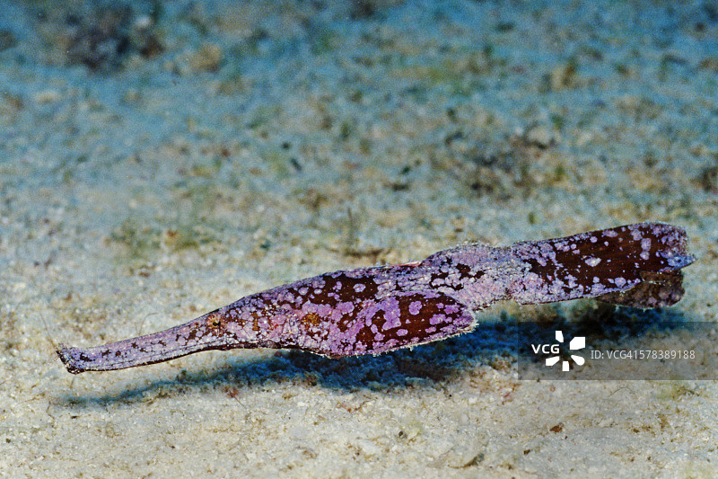 健壮的海龙图片素材