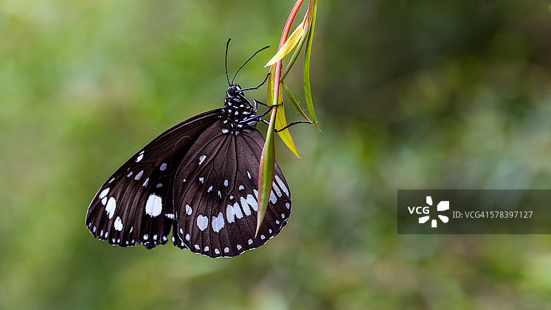 普通乌鸦图片素材