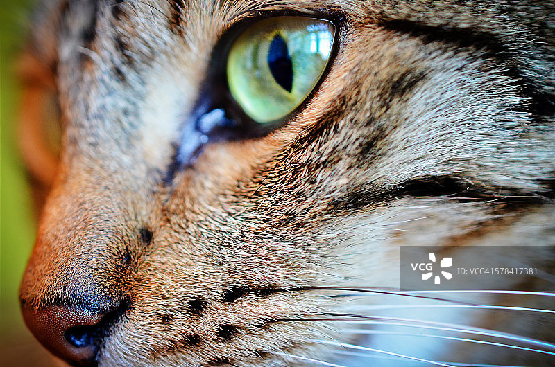 美丽的虎斑猫特写图片素材