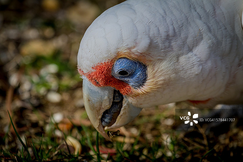 白凤头鹦鹉肖像图片素材