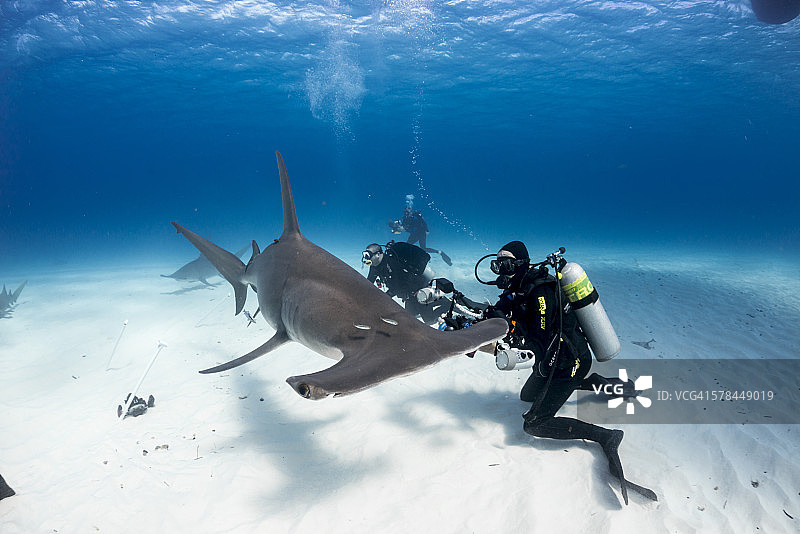 独特的动物图片素材