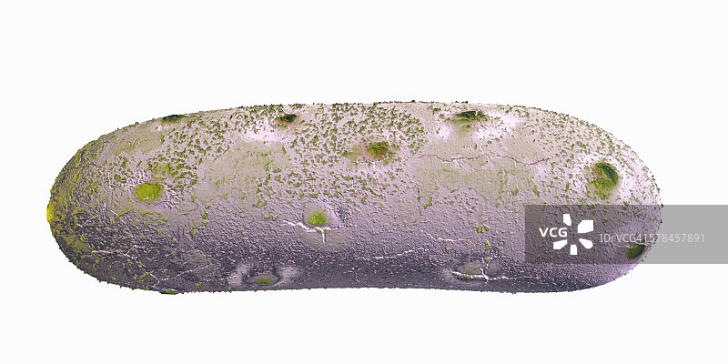 杆状芽孢杆菌插画图片素材