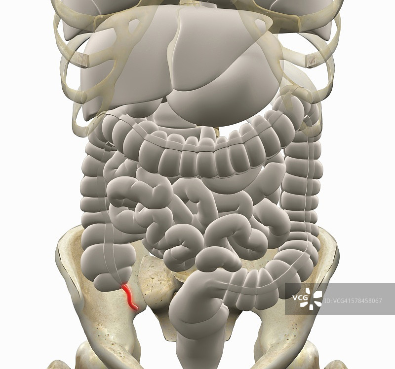 突出显示阑尾的胃肠系统插画图片素材