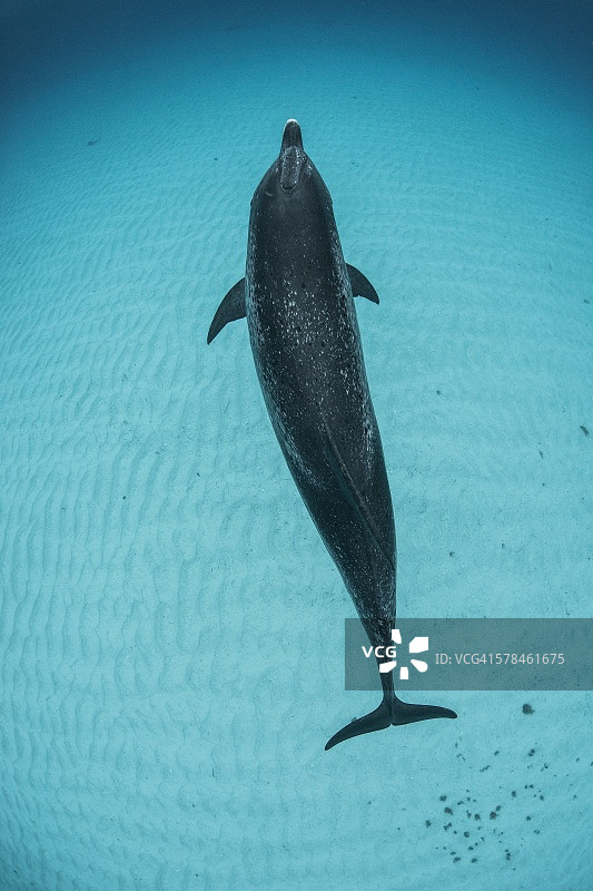 大西洋斑点海豚，巴哈马群岛，加勒比海俯视图图片素材