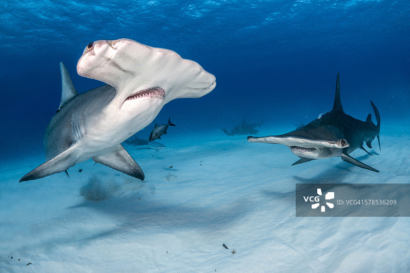 双髻鲨图片素材