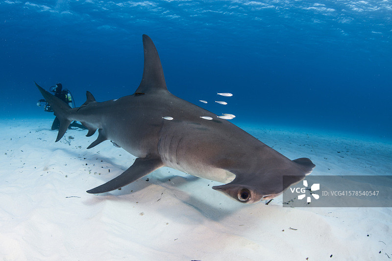 惊艳生物图片素材