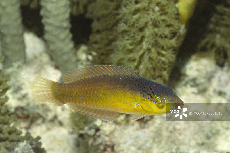 黄头濑鱼幼鱼图片素材